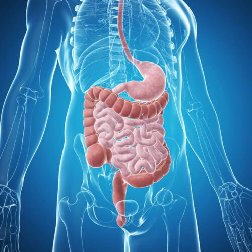 gastroly-gyna