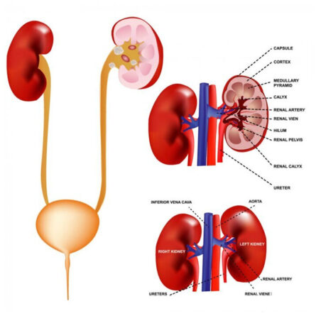 neprology1